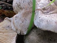 leuc