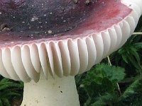 alnetorum