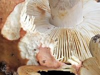faginea