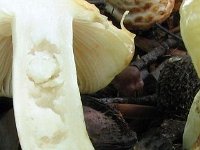 farinipes