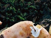 globispora