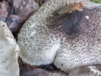 Tricholoma