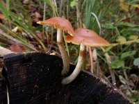 folderthumb