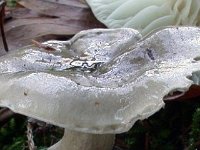hygropgorus