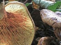 Paxillus-obscurisporus