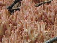 Ramaria-botrytis---Drue-koralsvamp