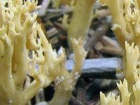Ramaria-eumorpha---Gran-koralsvamp