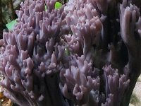 Ramaria-fennica---Violet-koralsvamp