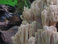 Ramaria-pallida---Bleg-Koralsvamp
