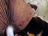 Stropharia-cyanea--
