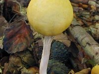 Stropharia-dorsipora