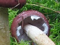 Stropharia-rugosoannulata