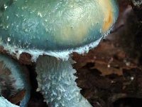 Stropharia aeruginosa---SpanskgrÃ¸n-bredblad