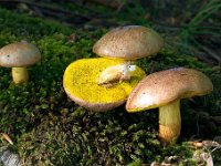 Aueroboletus - Guldrørhat