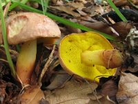 Aueroboletus gentilis - Guldrørhat  Fløjstrup Skov, aug 2009 : svampe