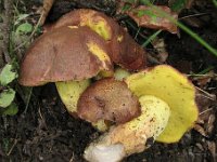 Boletus appendiculatus - Tenstokket rørhat  Skåde Skov, sept. 2008