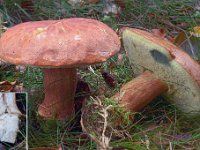 Boletus badius - Imleria badia - Brunstokket rørhat