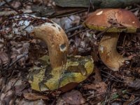 Boletus badius - Imleria badia - Brunstokket rørhat : brunstokket rørhat, rørhatte, svampe