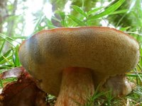 Boletus badius - Imleria badia - Brunstokket rørhat : svampe