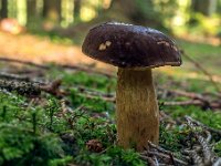 Boletus badius - Imleria badia - Brunstokket rørhat