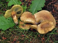 Boletus bubalinus - Hortiboletus bubalinus - Aurora-rørhat  Vestre Kirkegård; Aarhus, juli 2009 : svampe