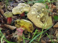 Boletus calopus - Caloboletus calopus - Skønfodet rørhat  Fløjstrup Skov, aug. 2008