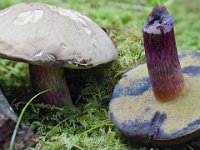 Boletus calopus - Caloboletus calopus - Skønfodet rørhat : skønfodet rørhat