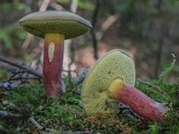 Boletus calopus - Caloboletus calopus - Skønfodet rørhat : skønfodet rørhat