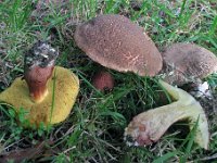 Boletus chrysenteron - Xerocomellus chrysenteron - Rødsprukken rørhat  Moesgård Skov, juli 2011 : svampe