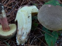 Boletus chrysenteron - Xerocomellus chrysenteron - Rødsprukken rørhat : rødsprukken rørhat, rørhatte, svampe