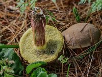 Boletus chrysenteron - Xerocomellus chrysenteron - Rødsprukken rørhat : rødspruken rørhat