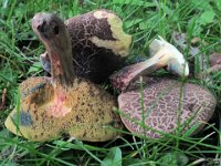 Boletus cisalpinus - Xerocomellus cisalpinus - Finsprukken rørhat  Forstbotanisk Have, Aarhus, juni 2011 : boletus, rørhat, svampe