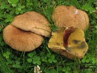 Boletus communis - Xerocomellus communis - Fersken-rørhat