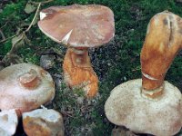 Gyroporus castaneus- Kastanie-kammerrørhat : Gyroporus castaneus - Kastanie-kammerrørhat