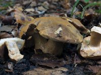 Gyroporus - Kammerrørhat