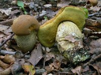 Leccinum crocipodium - Gul skælrørhat