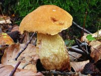 Leccinum crocipodium - Gul skælrørhat  Marselisborg Dyrepark, Sept. 2006 syn: Gul ege-rørhat