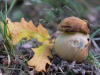 Leccinum crocipodium - Gul skælrørhat  Marselisborg Dyrepark, Aug. 2013 syn: Gul ege-rørhat : Svampe, gul skælrærhat, skælrørhatte