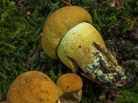 Leccinum crocipodium - Gul skælrørhat  Marselisborg Dyrepark, Sept. 2014 syn: Gul ege-rørhat