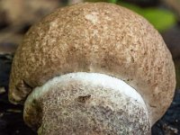 Leccinum duriusculum - poppel-skælrørhat  Fløjstrup Skov, aug. 2014 : Svampe, poppel-skælrørhat, skælrørhatte