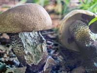 Leccinum duriusculum  -  poppel-skælrørhat 
