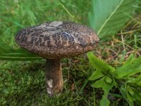 Leccinum pseudoscabrum  -  avnbøg-skælrørhat