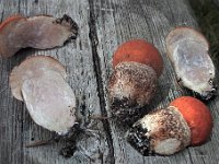 Leccinum quercinum - Rustrød skælrørhat  Fløjstrup Skov, juli 2011 : Natur, leccinum, rørhat, svampe
