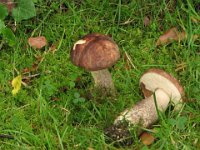 Leccinum scabrum -  brun skælrørhat  Vestre kirkegård, Aarhus, juli 2009 : leccinum, rørhat, svampe