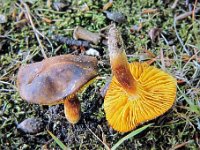 Pylloporus - Lamelrørhat