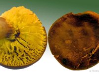 Pylloporus pelletieri - Lamelrørhat : lamelrørhat