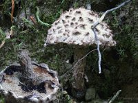 Strobilomyces strobilaceus - Koglerørhat : koglerørhat