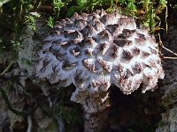 Strobilomyces strobilaceus - Koglerørhat : koglerørhat
