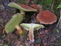 Suillus cavipes - Hulstokket slimrørhat