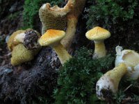 Suillus cavipes - Hulstokket slimrørhat  Thorsmølle, sept. 2011 : svampe